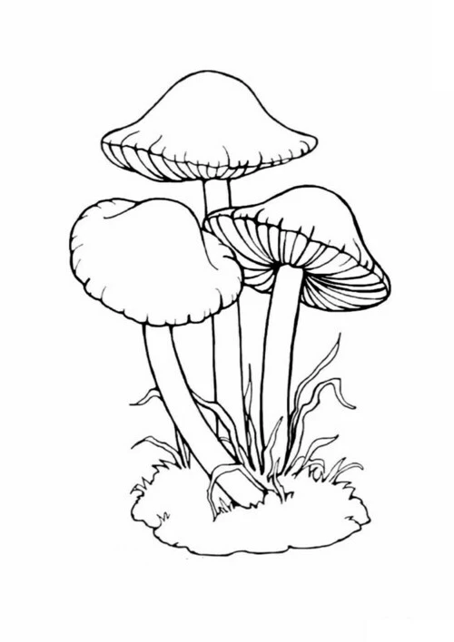 Раскраски Белый гриб распечатать бесплатно в формате А4 (10 картинок)