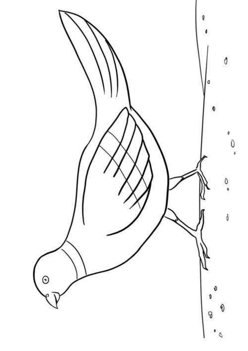 Птицы | Раскраски для детей